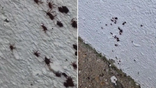 O görüntüler korku yarattı... İstanbul'da bir evin duvarında onlarca kene görüntülendi!