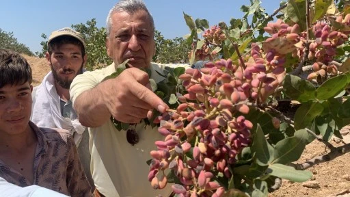 Öztürkmen: Antep fıstığı ithalatının önünü açmak, en büyük ihanettir