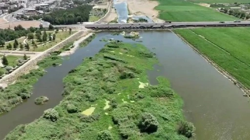 Piyasa değeri 100 milyon lira: Dicle Nehri'ndeki adacıklarda ekilen uyuşturucu yakalandı!