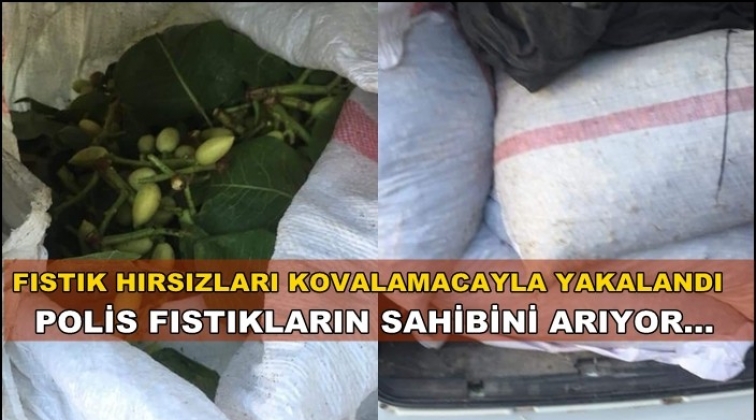 Polis bu fıstıkların sahibini arıyor!..