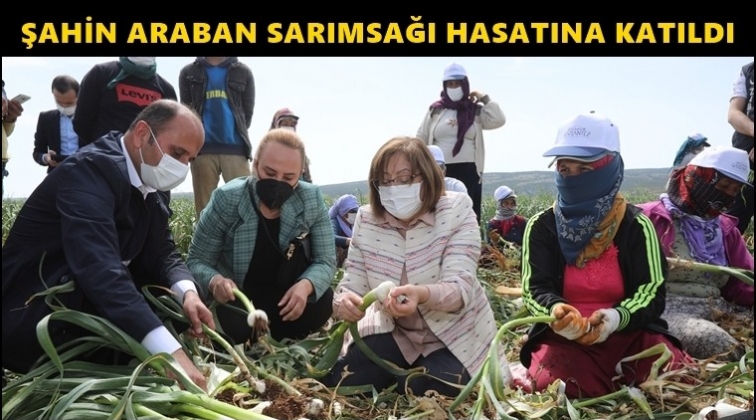 Şahin, Araban sarımsağı hasatına katıldı