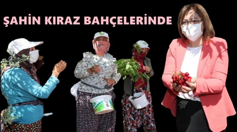 Şahin, kiraz bah&ccedil;elerinde...