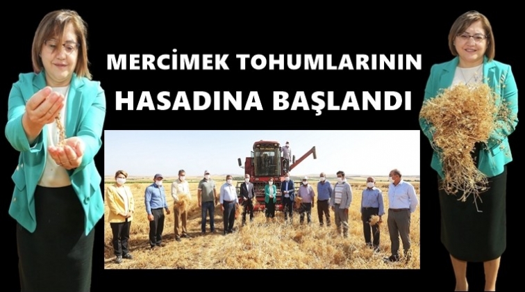 Şahin, mercimek hasadına katıldı