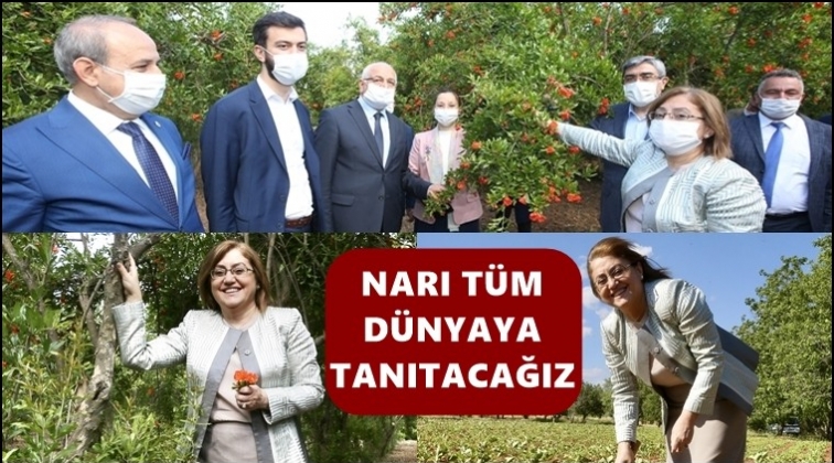 Şahin, nar bah&ccedil;elerinde...