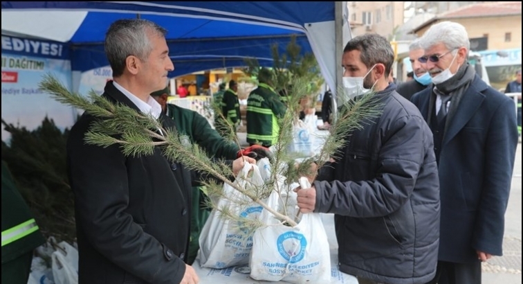 Şahinbey, 150 bin çam fidanı dağıtacak...