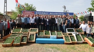 Şahinbey Belediyesi fide dağıtımını sürdüyor