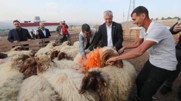 Şahinbey'den hayvancılığa destek