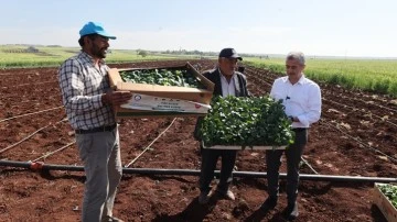 Şahinbey'in dağıttığı fideler toprakla buluştu