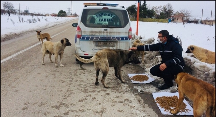 Şahinbey sokak hayvanlarını unutmadı...