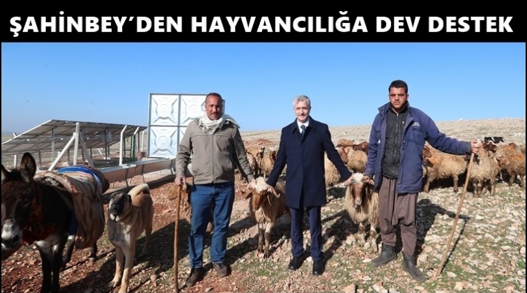 Şahinbey'den hayvancılığa hibe desteği...