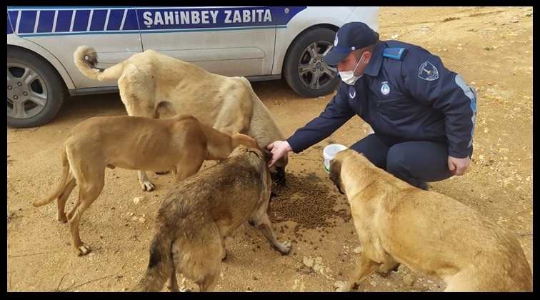 Şahinbey'den sokak hayvanlarına destek