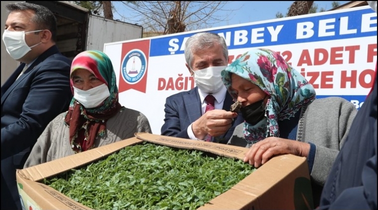 Şahinbey'in 12 milyon fide dağıtımı s&uuml;r&uuml;yor