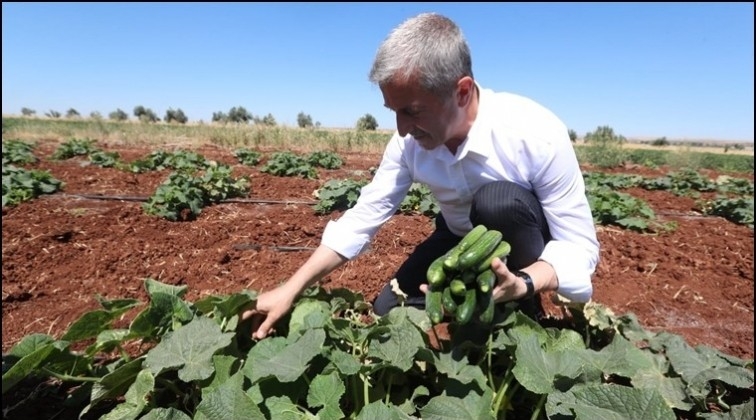 Şahinbey'in dağıttığı fideler sebze oldu...