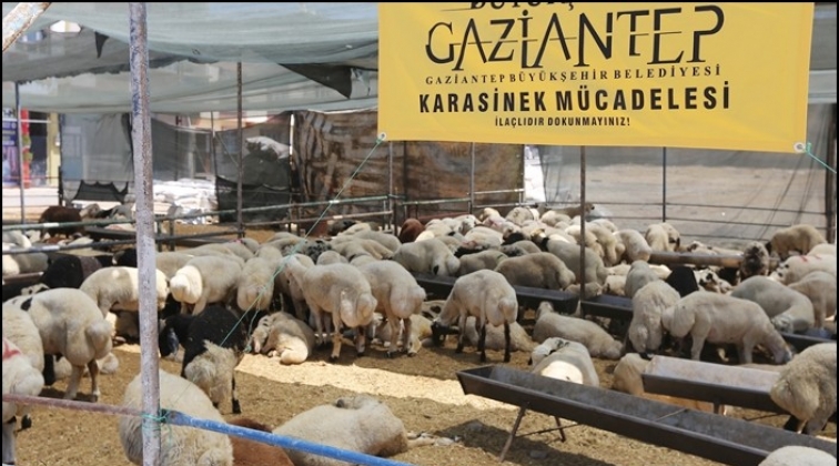 Sarı bayraklarla karasinek m&uuml;cadelesi