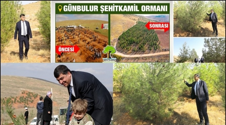 Şehitkamil Ormanı’na dikilen fidanlar ağaç oldu...