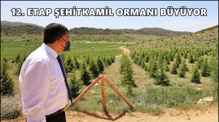 Şehitkamil Ormanı&rsquo;na dikilen fidanlar b&uuml;y&uuml;yor...