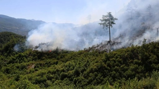 'Şiddetli rüzgar' etkisi: Antalya'nın 3 ilçesinde orman yangını!