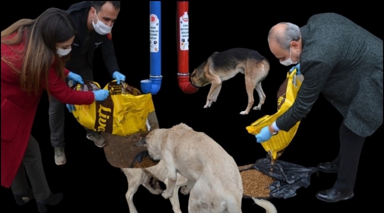 Sokak hayvanları i&ccedil;in &ouml;rnek davranış...