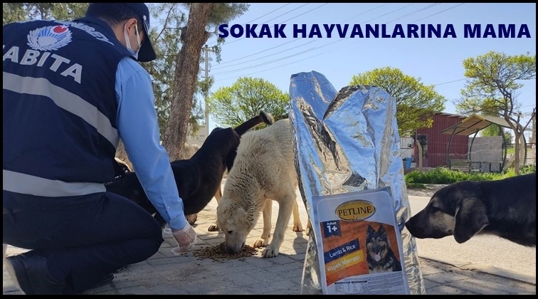 Sokak hayvanlarına mama desteği...