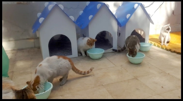 Sokak hayvanlarına umut oldular...