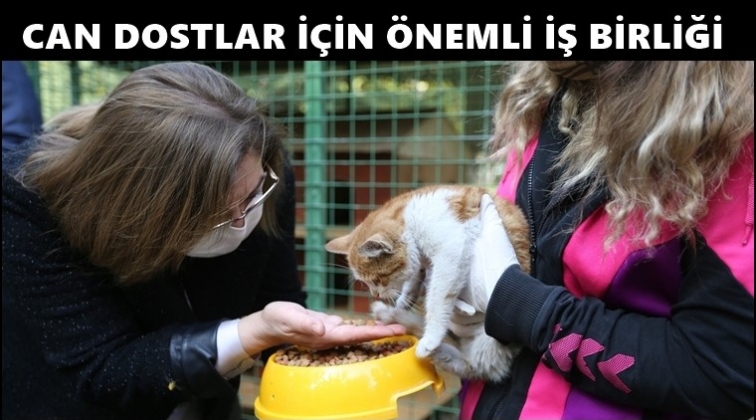 Sokak hayvanlarına y&ouml;nelik tedavi protokol&uuml;