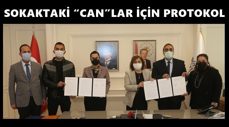 Sokak hayvanlarının tedavileri i&ccedil;in protokol