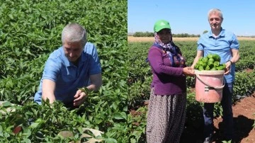 Tahmazoğlu, biber hasadına katıldı