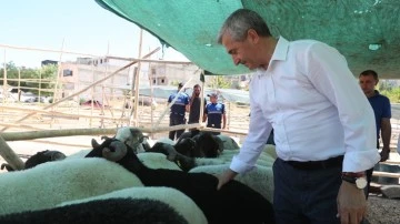 Tahmazoğlu, kurbanlık fiyatlarını düşürdü!