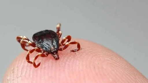 Tokat'ta KKKA hastalığı nedeniyle bir kişi öldü!