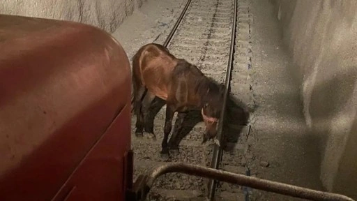 Tren yolunda korkunç olay: Atı tünelde raylara bağlayıp gitmişler