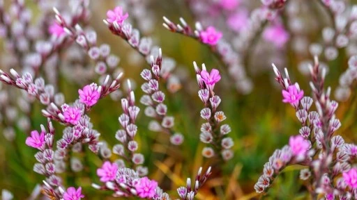 T&uuml;rkiye'nin &ccedil;i&ccedil;ekleri Gaziantep'te yarıştı