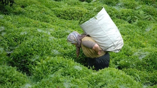 Uluslararası Çay Günü'nde uyarı: İklim krizi Türkiye’nin çay üretimini nasıl etkiliyor?