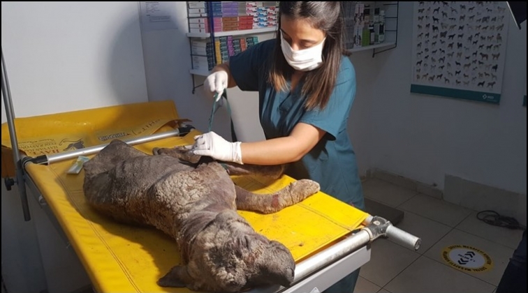 Uyuz k&ouml;peğe CAHİDE sahip &ccedil;ıktı