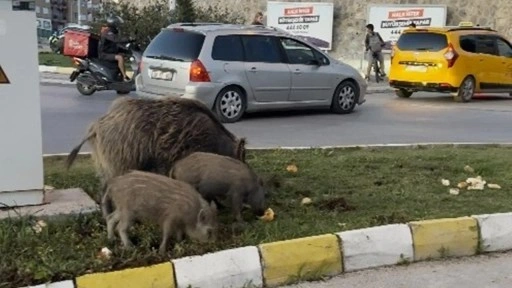 Yaban domuzu besleyen 3 kişiye para cezası