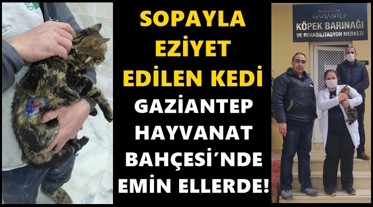 Yaralanan kedinin tedavisi yapıldı...