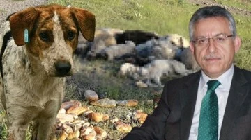 Yozgat’ta 20’nin üzerinde köpek iğneyle öldürüldü!