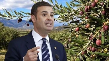 Zeytinlikler madenciliğe a&ccedil;ılacak!&nbsp;