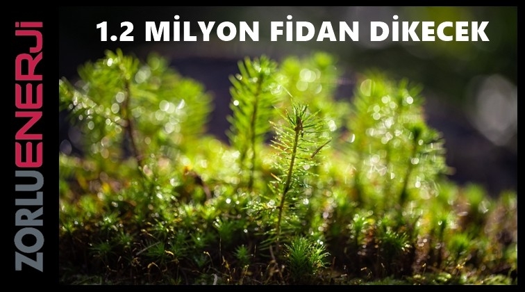 Zorlu Enerji 1.2 milyon fidan dikecek