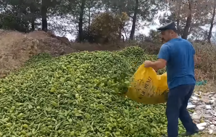 ANTALYALI ÇİFTÇİ BİBERLERİNİ ORMANA DÖKTÜ!