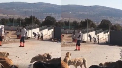 KONYA'DA KÖPEK KATLİAMI!